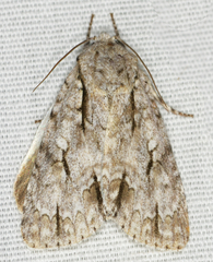 Acronicta laetifica