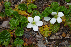 Rubus geoides