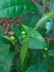 Osmanthus matsumuranus