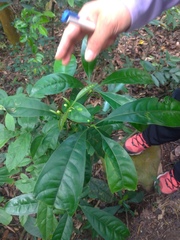 Osmanthus matsumuranus