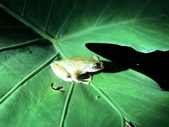 Kurixalus berylliniris