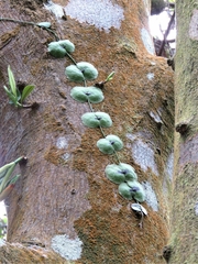 Cyclosia pieridoides