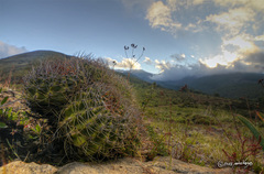 Eriosyce curvispina