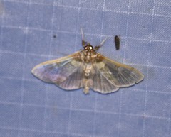Apilocrocis brumalis