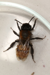 Andrena fulva