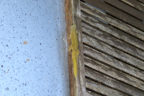 Perochirus ateles