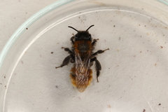 Andrena fulva
