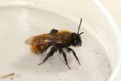 Andrena fulva