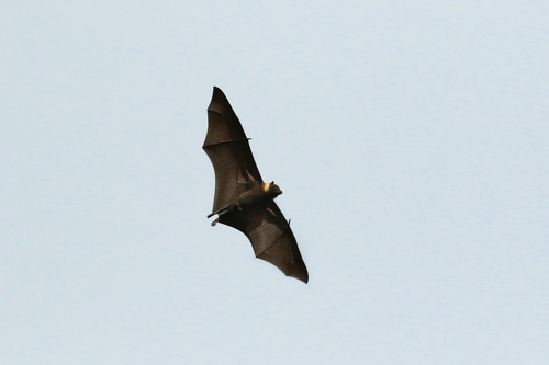Pteropus ualanus