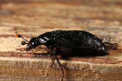 Nicrophorus humator