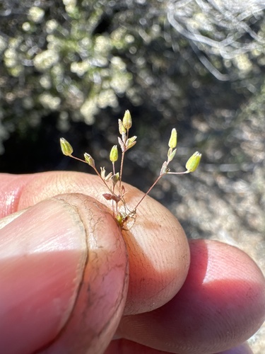 Sabulina pusilla observed 2024-05-07