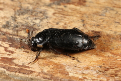 Nicrophorus humator