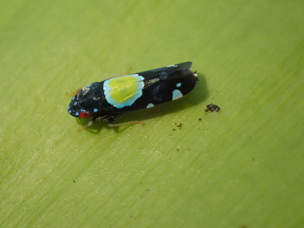 Cavichiana bromelicola