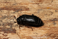 Nicrophorus humator