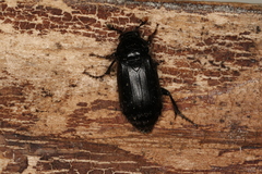 Nicrophorus humator