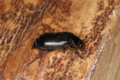 Nicrophorus humator