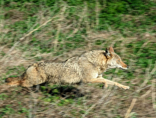 Coyote photographed in Minnesota