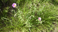 Cistus creticus eriocephalus