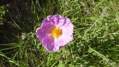 Cistus creticus eriocephalus