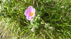 Cistus creticus eriocephalus