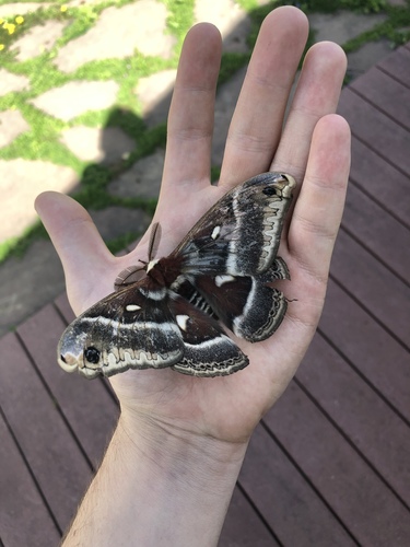 Glover's Silkmoth photo 5