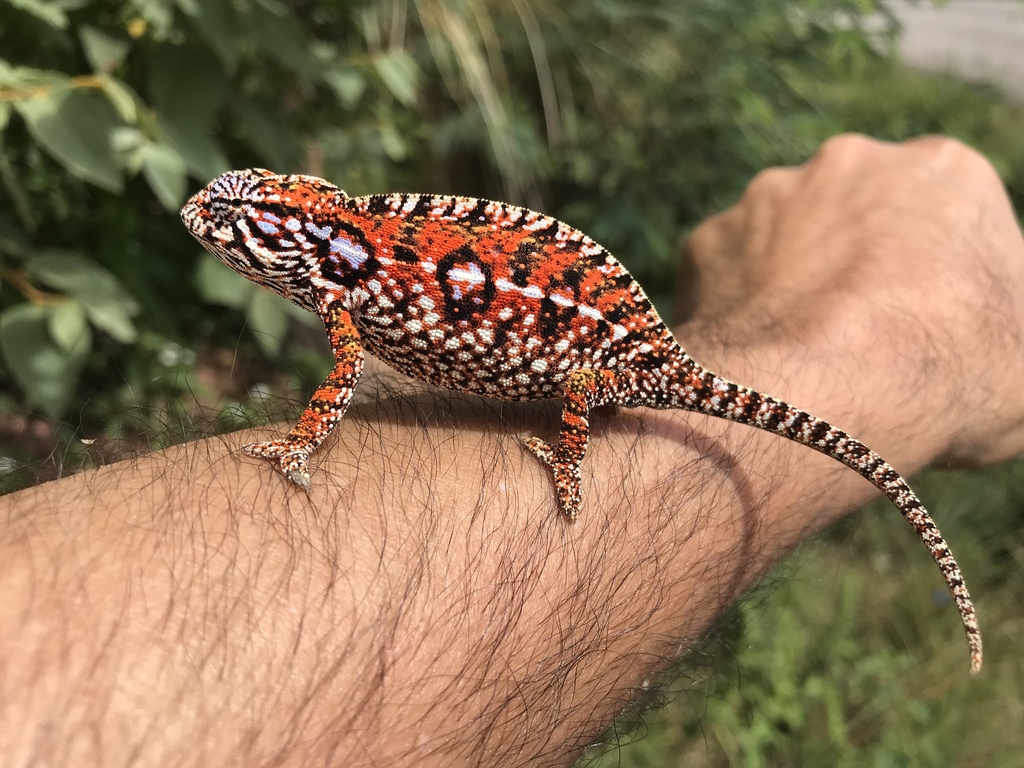 Carpet chameleon