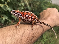 Furcifer lateralis