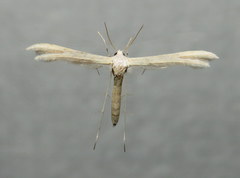 Exelastis phlyctaenias