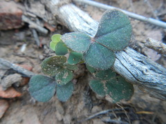 Oxalis algoensis