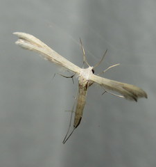 Exelastis phlyctaenias