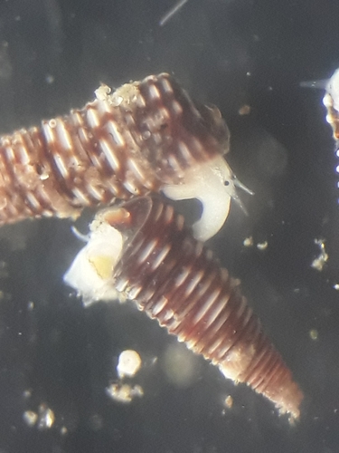 Seila assimilata observed 2024-05-07