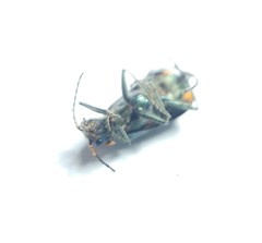 Clanoptilus assimilis