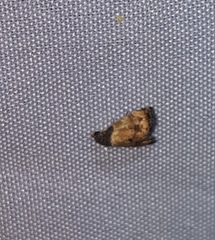 Tripudia goyanensis