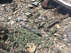 Astragalus inyoensis