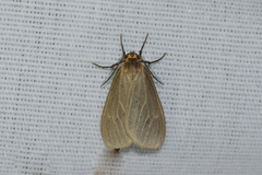 Pagara simplex