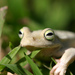 Emerald-eyed Treefrog - Photo (c) Diego Lizcano, some rights reserved (CC BY)