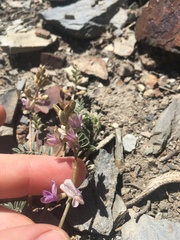 Astragalus inyoensis