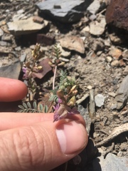 Astragalus inyoensis