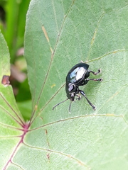 Typophorus