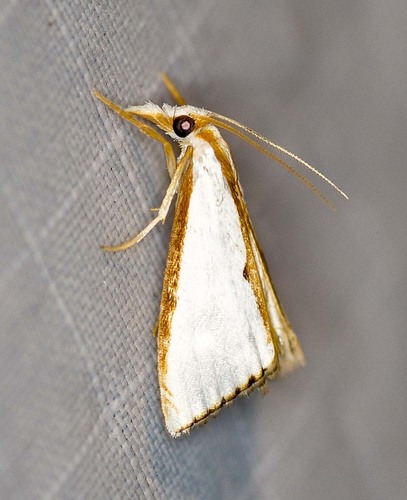 Neargyria argyraspis (Meyrick, 1879)