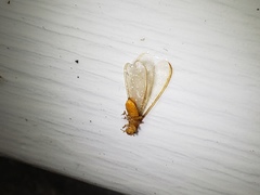 Coptotermes formosanus