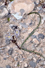 Androstephium breviflorum