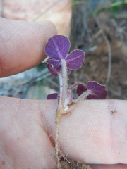 Oxalis algoensis