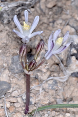 Androstephium breviflorum