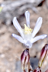Androstephium breviflorum