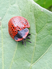 Botanochara impressa