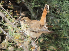 Cercotrichas galactotes
