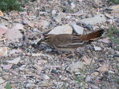 Cercotrichas galactotes