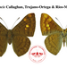 Emesis pacis - Photo 由 Lepidoptera Colombiana 🇨🇴 所上傳的 (c) Lepidoptera Colombiana 🇨🇴，保留部份權利CC BY-NC