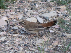 Cercotrichas galactotes